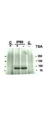 Western Blot: HSP90 alpha [ac Lys294] Antibody [NBP1-77944]